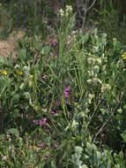 Imagem de Heliophila linearis var. reticulata (Eckl. & Zeyh.) Marais