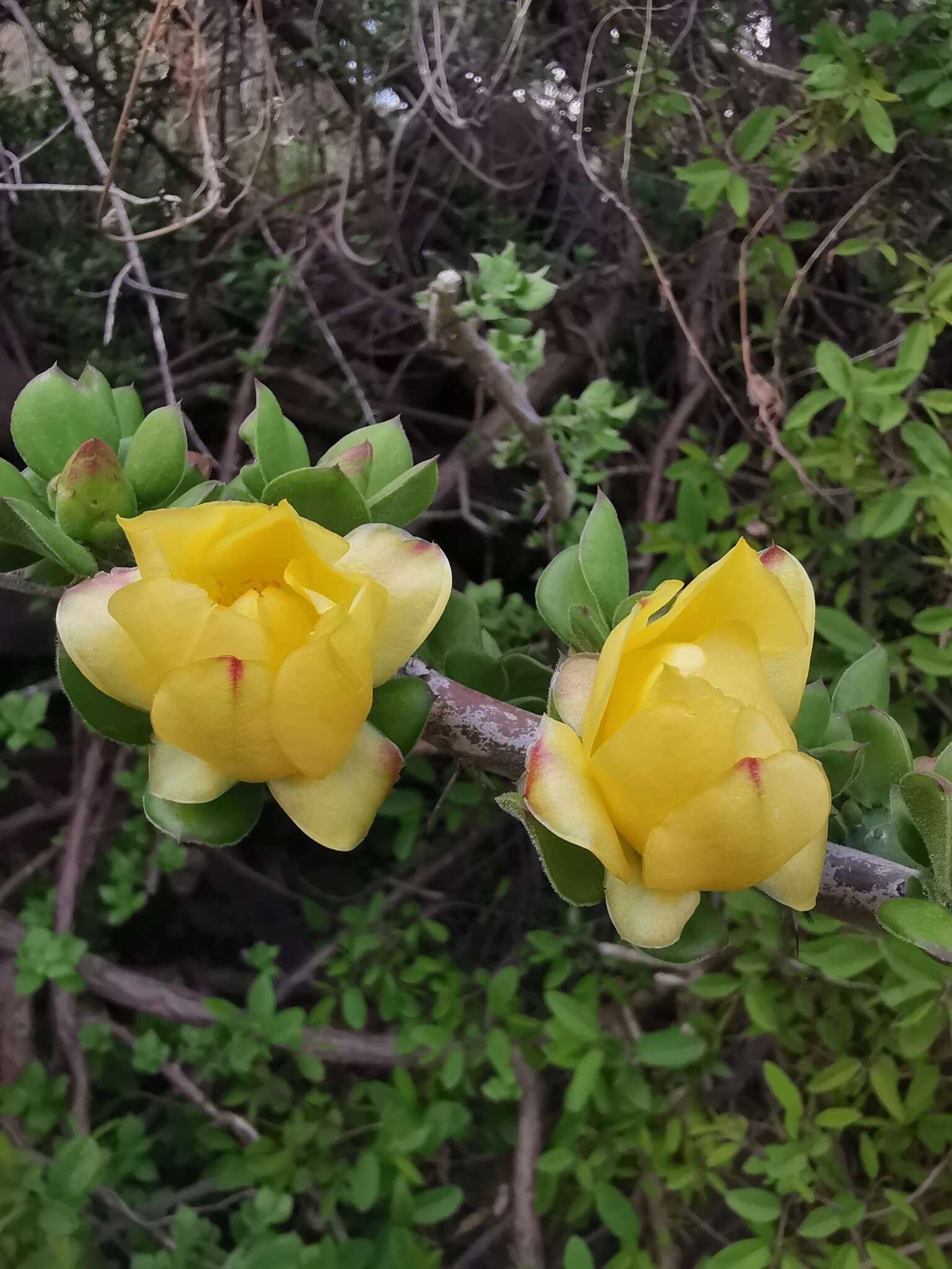 Imagem de Pereskiopsis diguetii (F. A. C. Weber) Britton & Rose