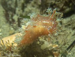 Image of Tasselled nudibranch