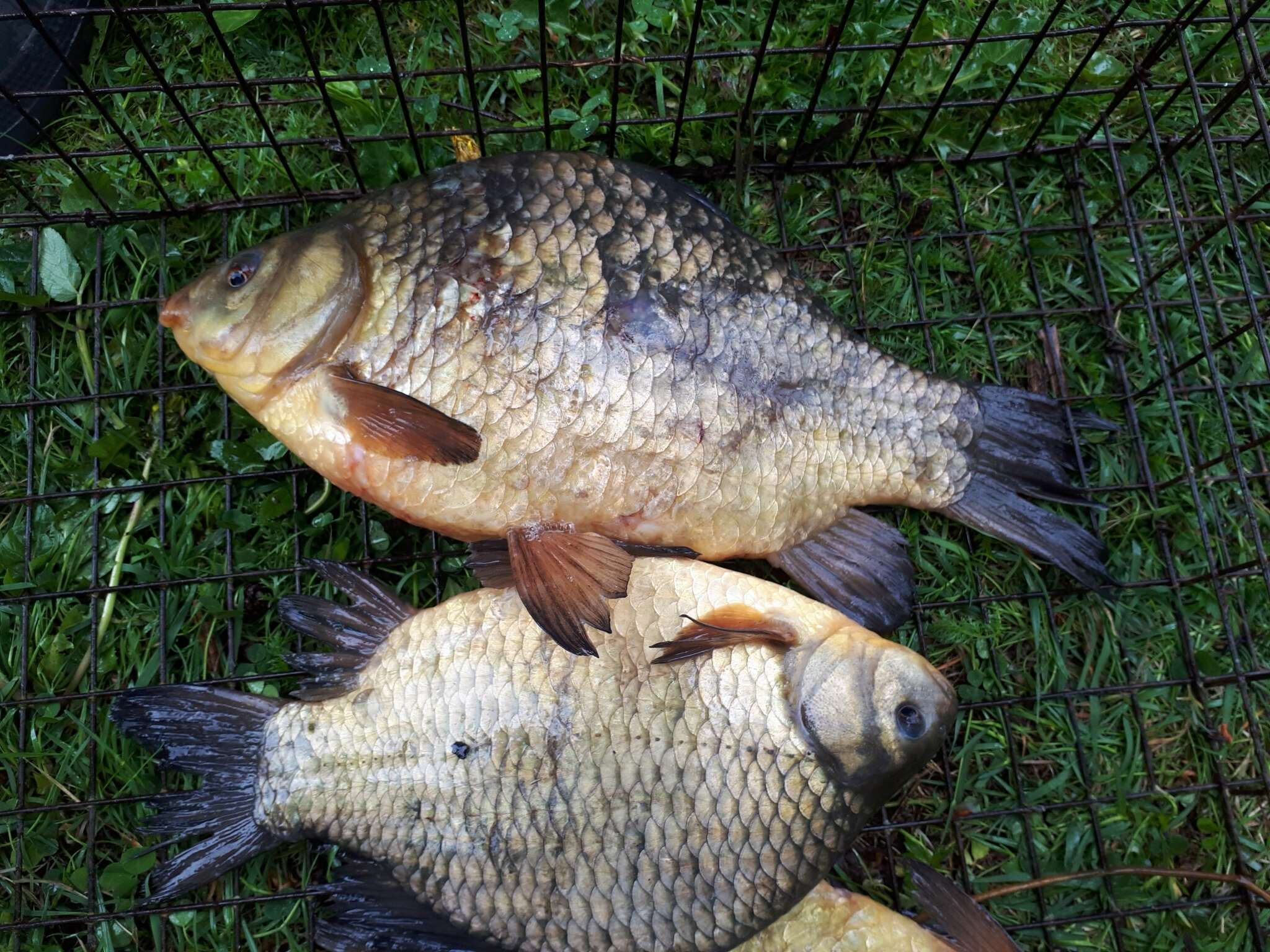 Image of Crucian Carp