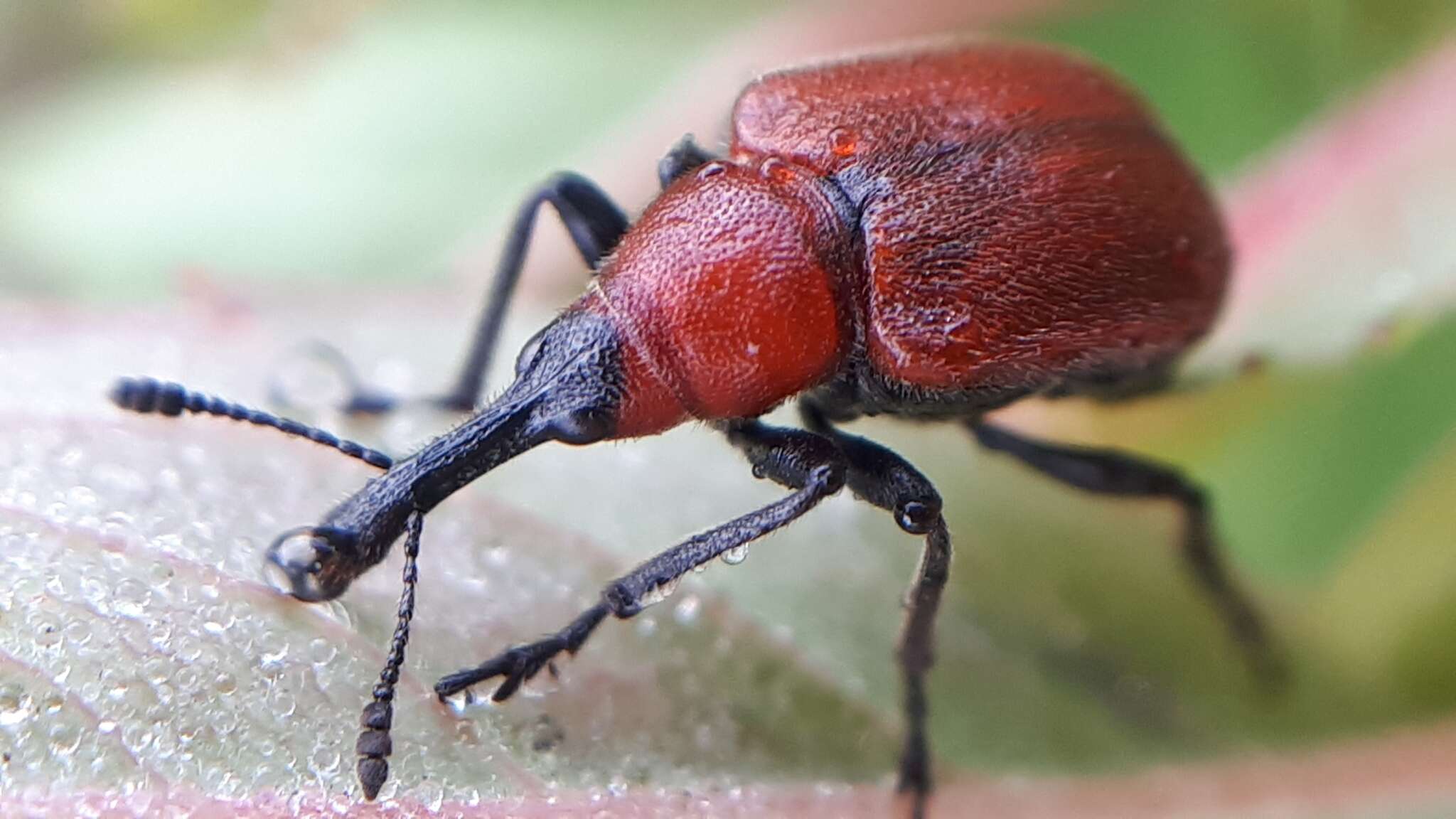 Image of Rose Curculio