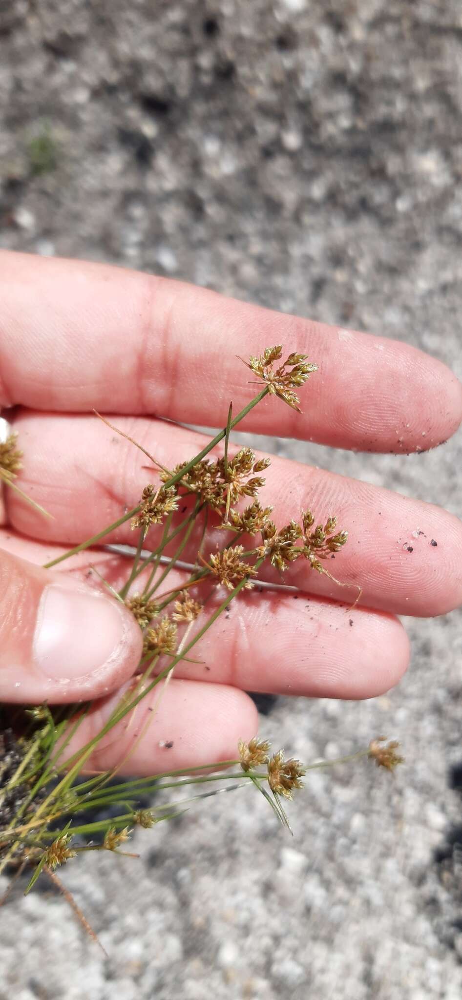 Image of Isolepis marginata (Thunb.) A. Dietr.