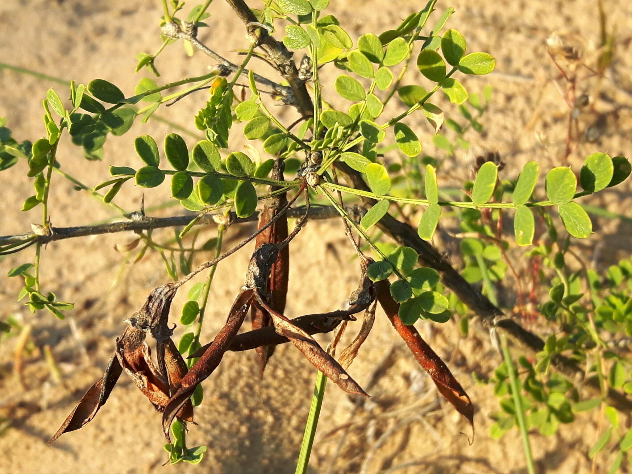 Слика од Caragana microphylla Lam.