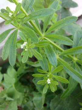 Image of Goosegrass