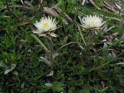 Image of Anaphalis nepalensis var. monocephala (DC.) Hand.-Mazz.