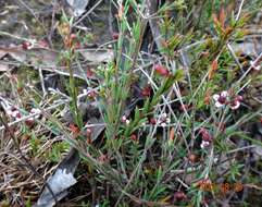 Image of Euryomyrtus ramosissima subsp. prostrata (Hook. fil.) Trudgen