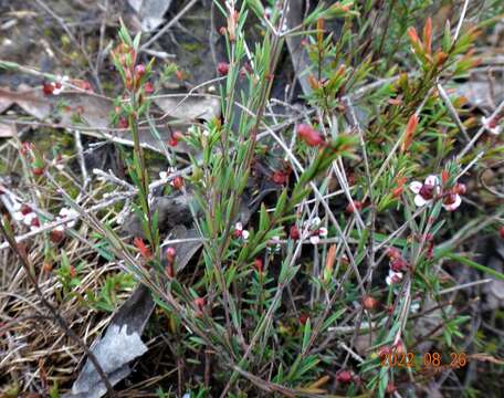 Image of Euryomyrtus ramosissima subsp. prostrata (Hook. fil.) Trudgen