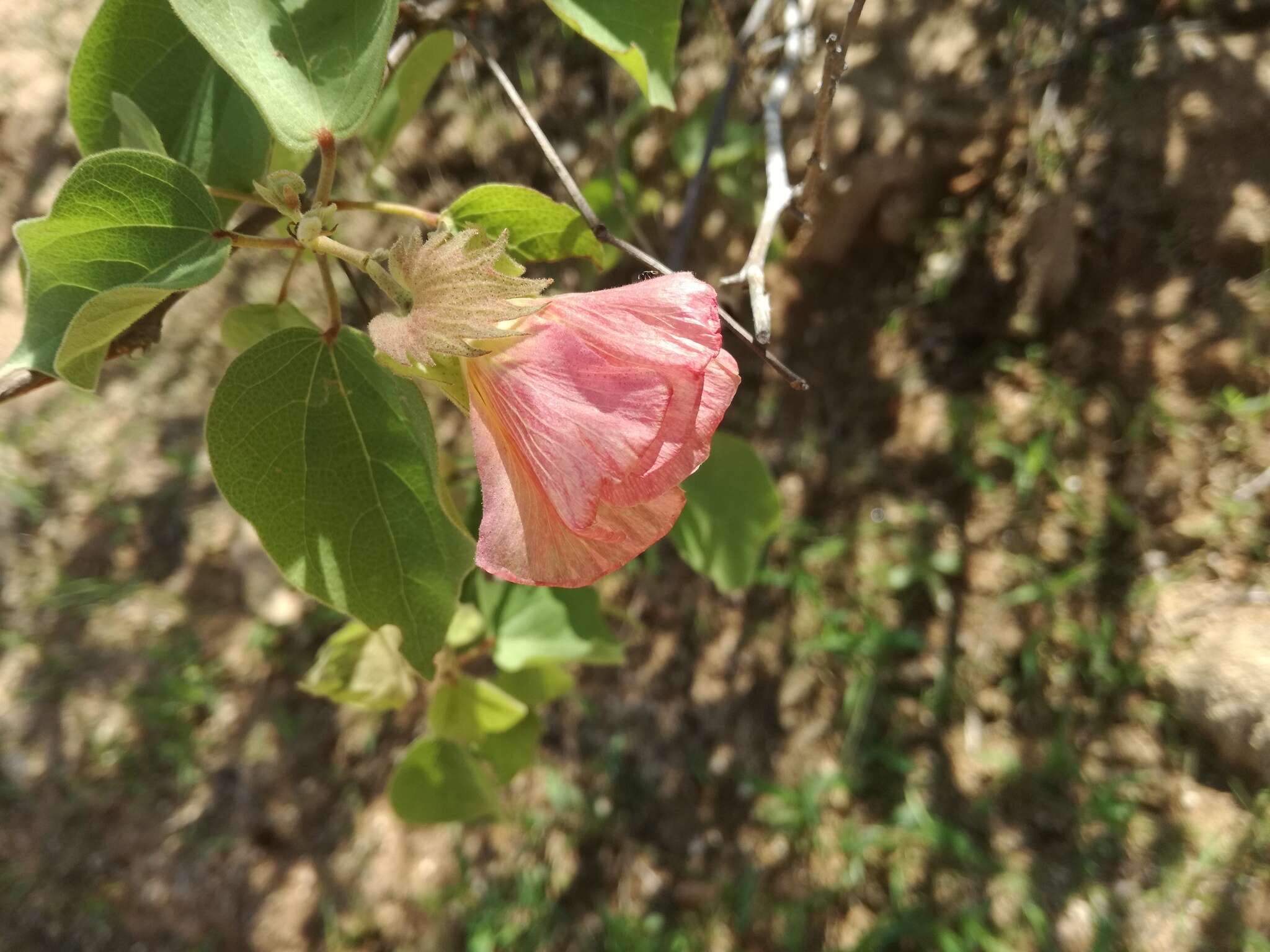 Image de Gossypium klotzschianum Anderss.