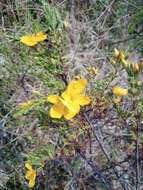 Image de Hypericum laricifolium Juss.