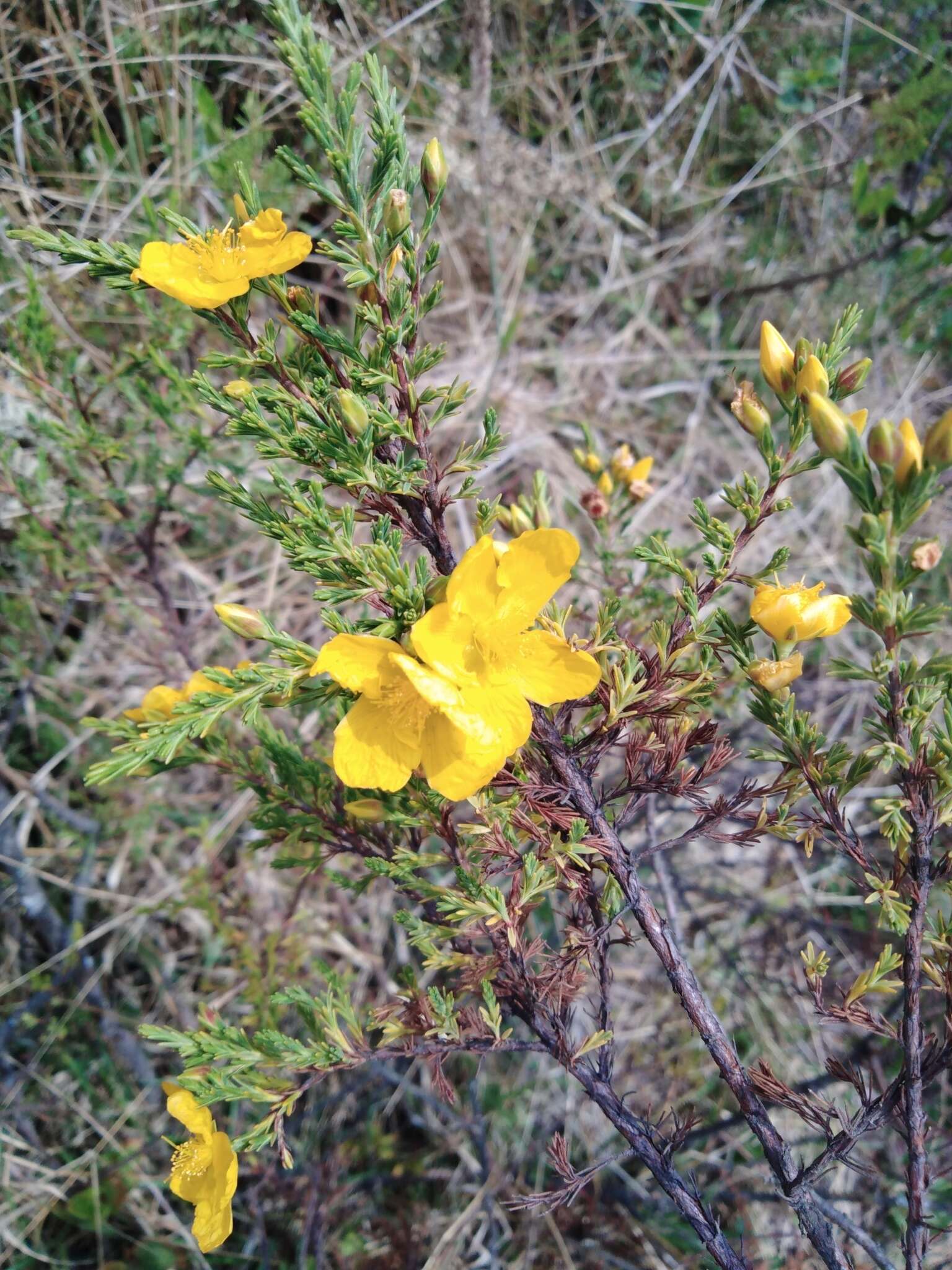 Image de Hypericum laricifolium Juss.