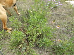 Oenothera suffulta (Engelm.) W. L. Wagner & Hoch resmi