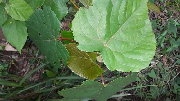 Macaranga capensis (Baill.) Sim的圖片