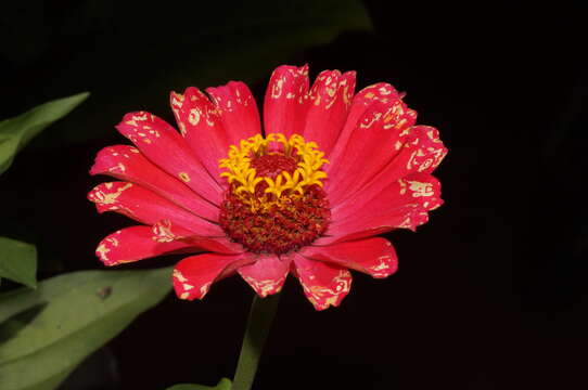 Image of ELEGANT ZINNIA