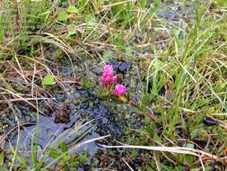 Image of Kalmia microphylla (Hook.) A. Heller