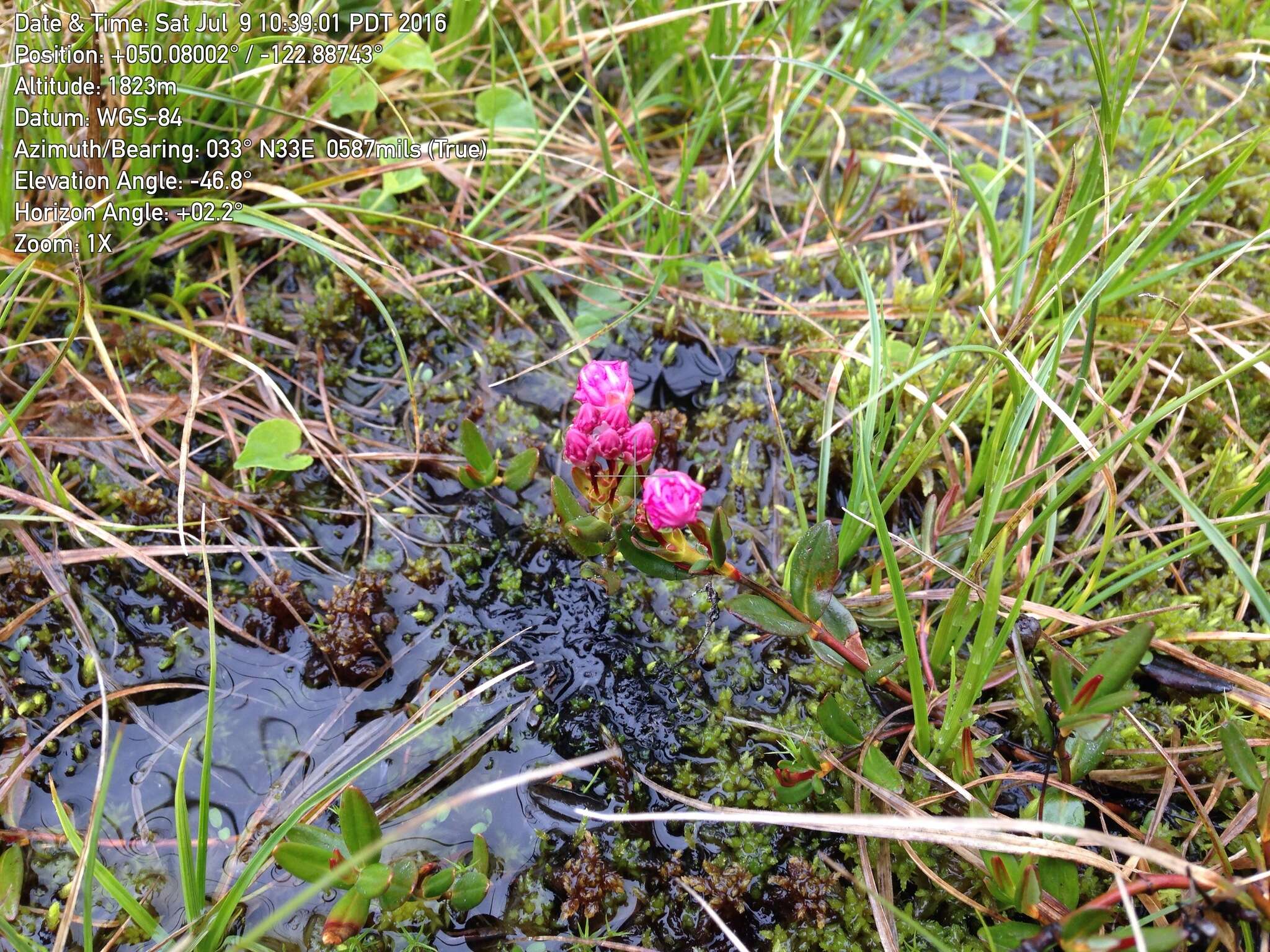 Image of Kalmia microphylla (Hook.) A. Heller