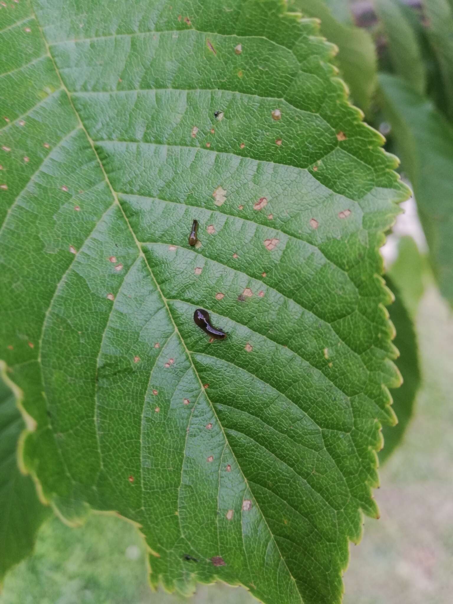 Image of Cherry slug