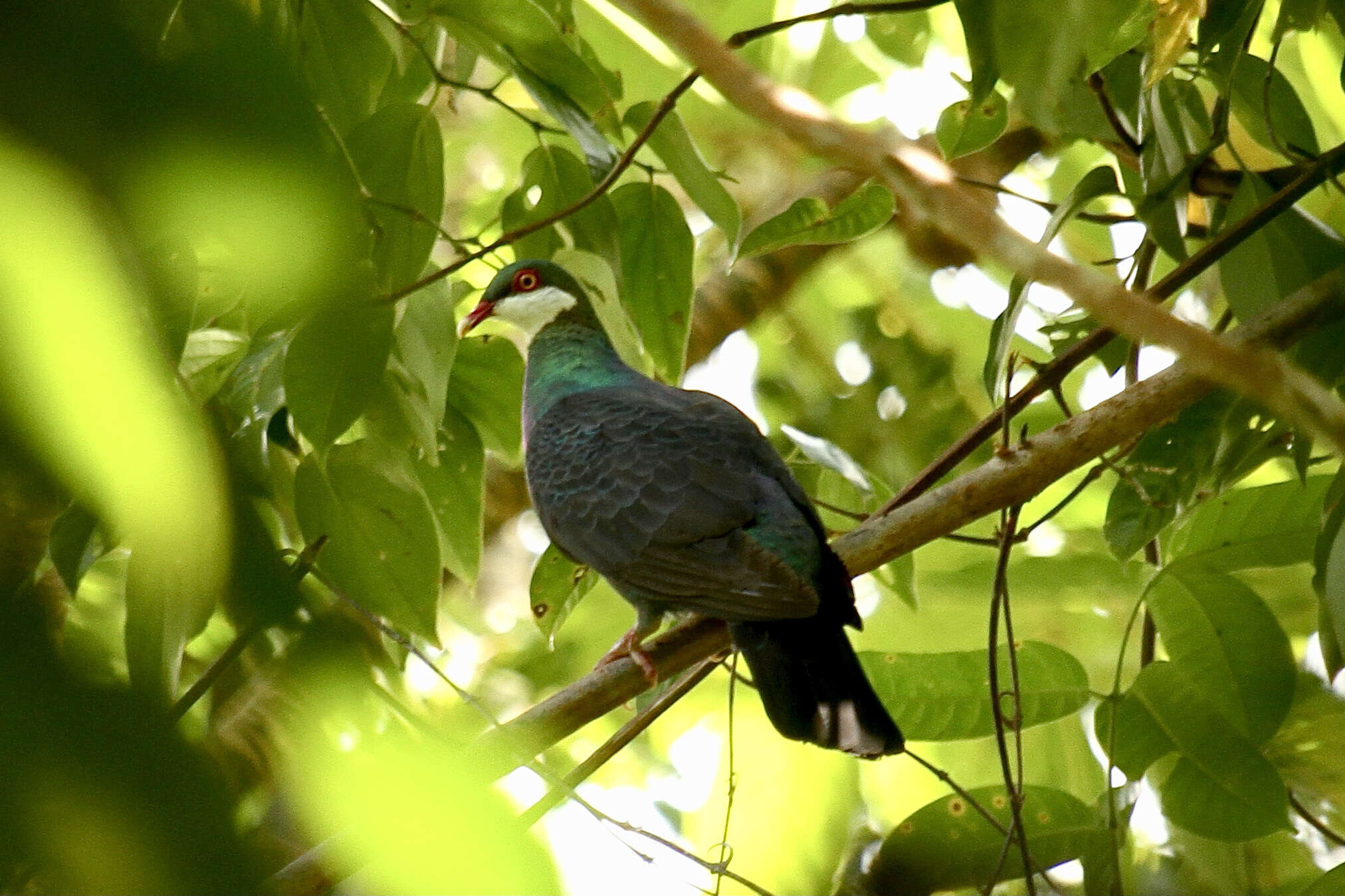 Image of Metallic Pigeon