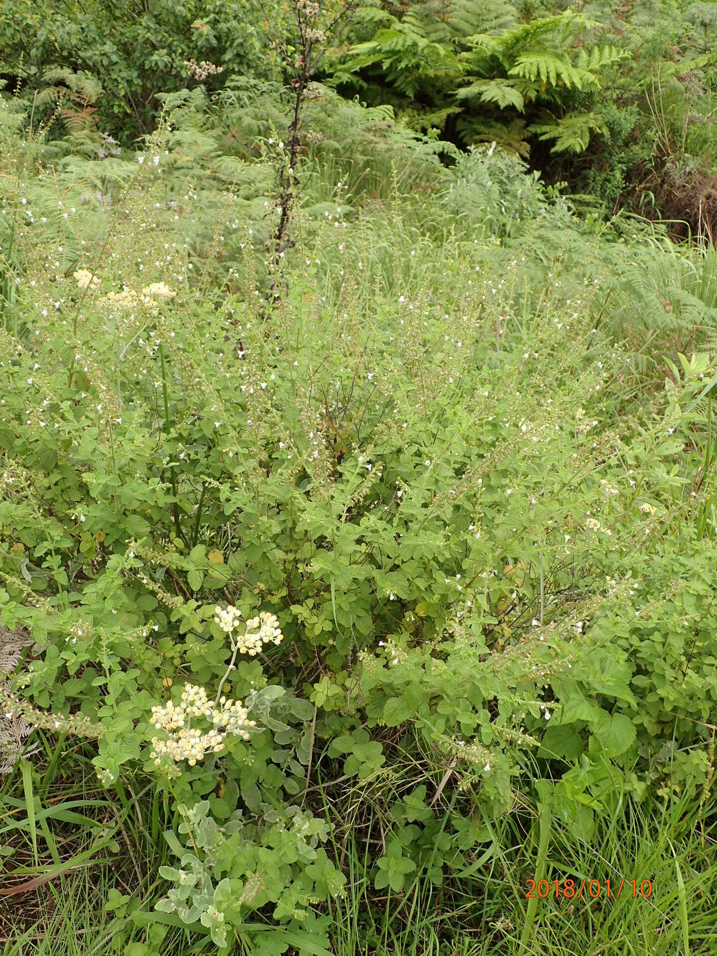 Imagem de Endostemon obtusifolius (E. Mey.) N. E. Br.