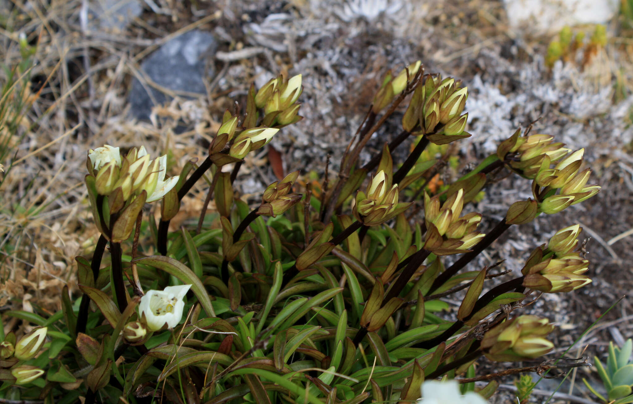 Gentianella angustifolia Glenny的圖片