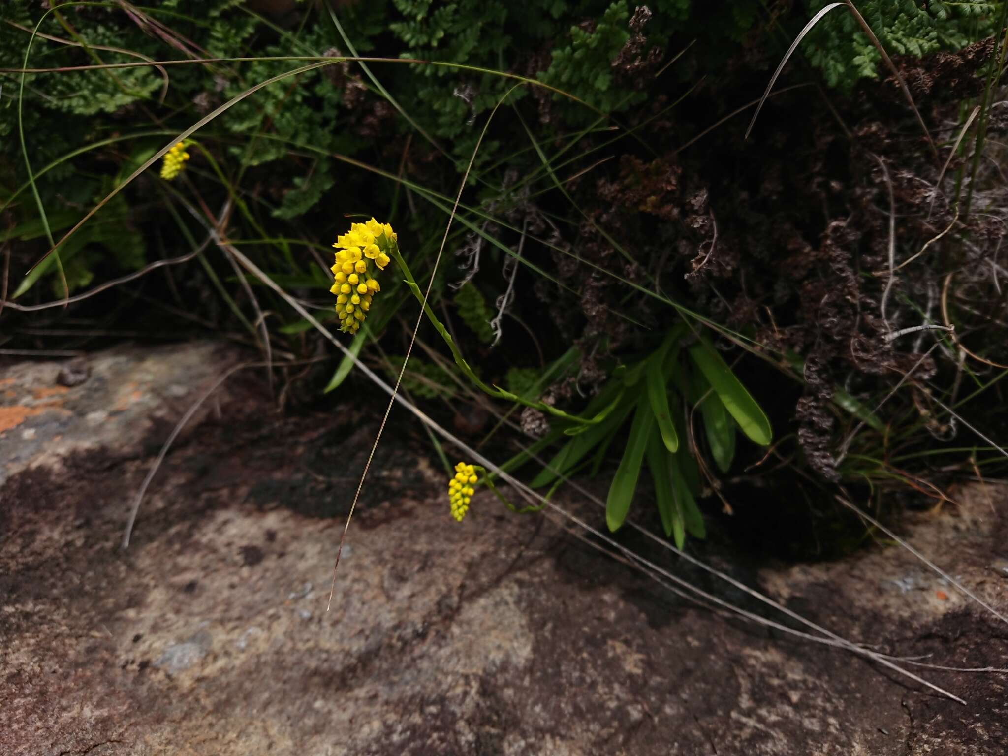 Image of Schizochilus cecilii subsp. culveri (Schltr.) H. P. Linder