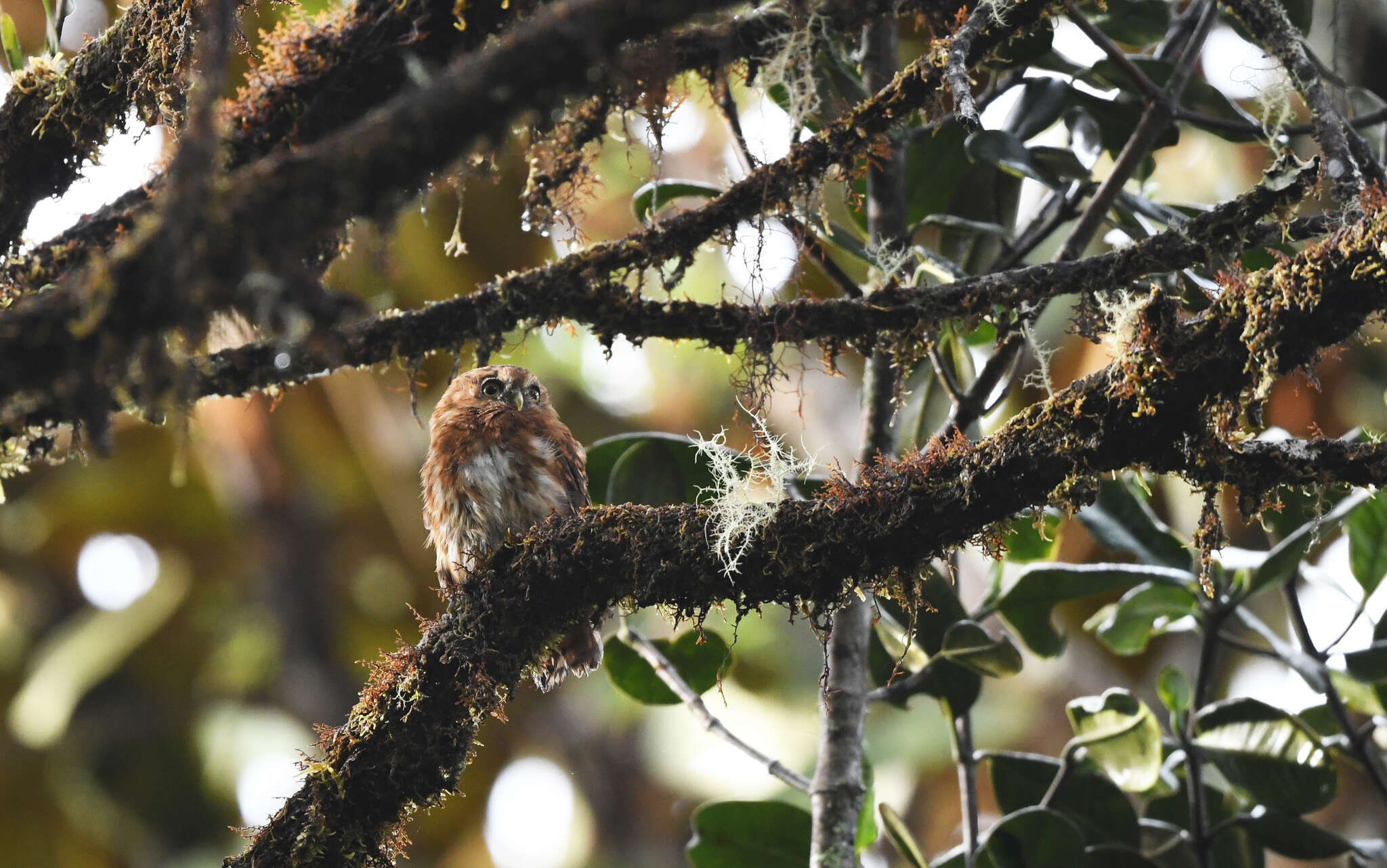 Image of Andean Pygmy Owl