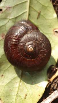 Image of Powelliphanta annectens (Powell 1936)