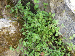 Image of smallflower nemophila