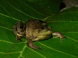 Image of Paradoxical Frog