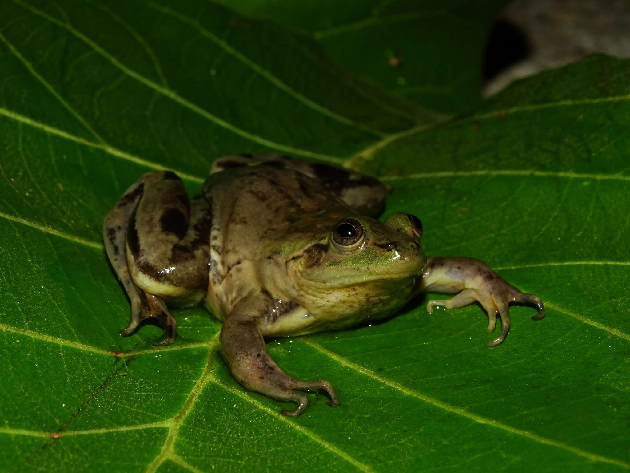 Image of Paradoxical Frog