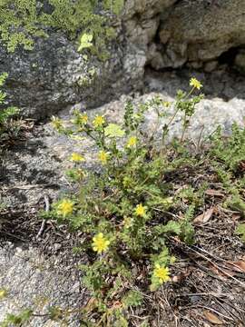 Image of Bailey's ivesia