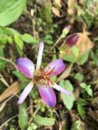 Image of Tricyrtis lasiocarpa Matsum.