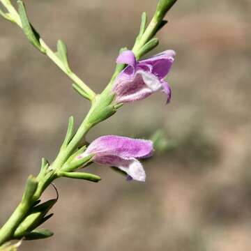 Image of Eremophila divaricata (F. Muell.) F. Muell.