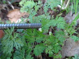 Image of hairyfruit chervil