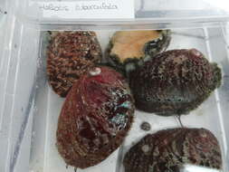 Image of Abalone