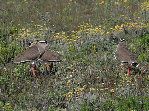 صورة Vanellus coronatus coronatus (Boddaert 1783)