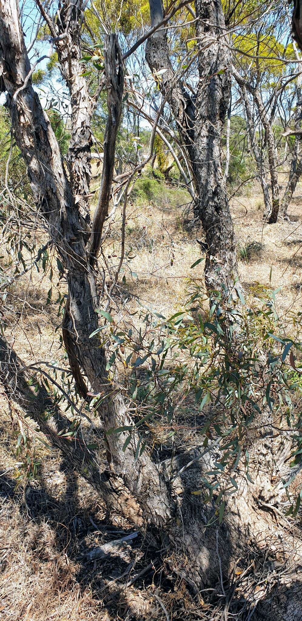 Слика од Eucalyptus oleosa subsp. ampliata L. A. S. Johnson Lf K. D. Hill