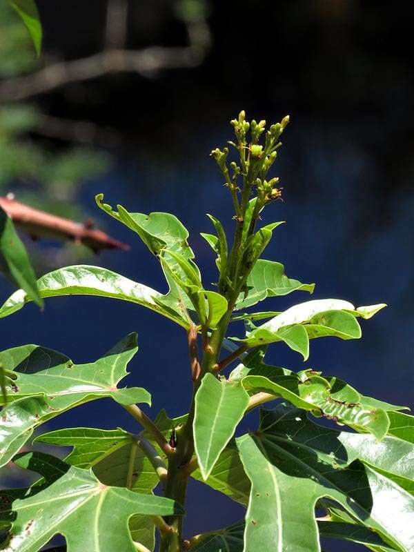 Image of Jatropha variifolia Pax