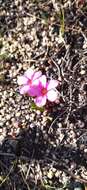 Image of Oxalis eckloniana var. sonderi Salter