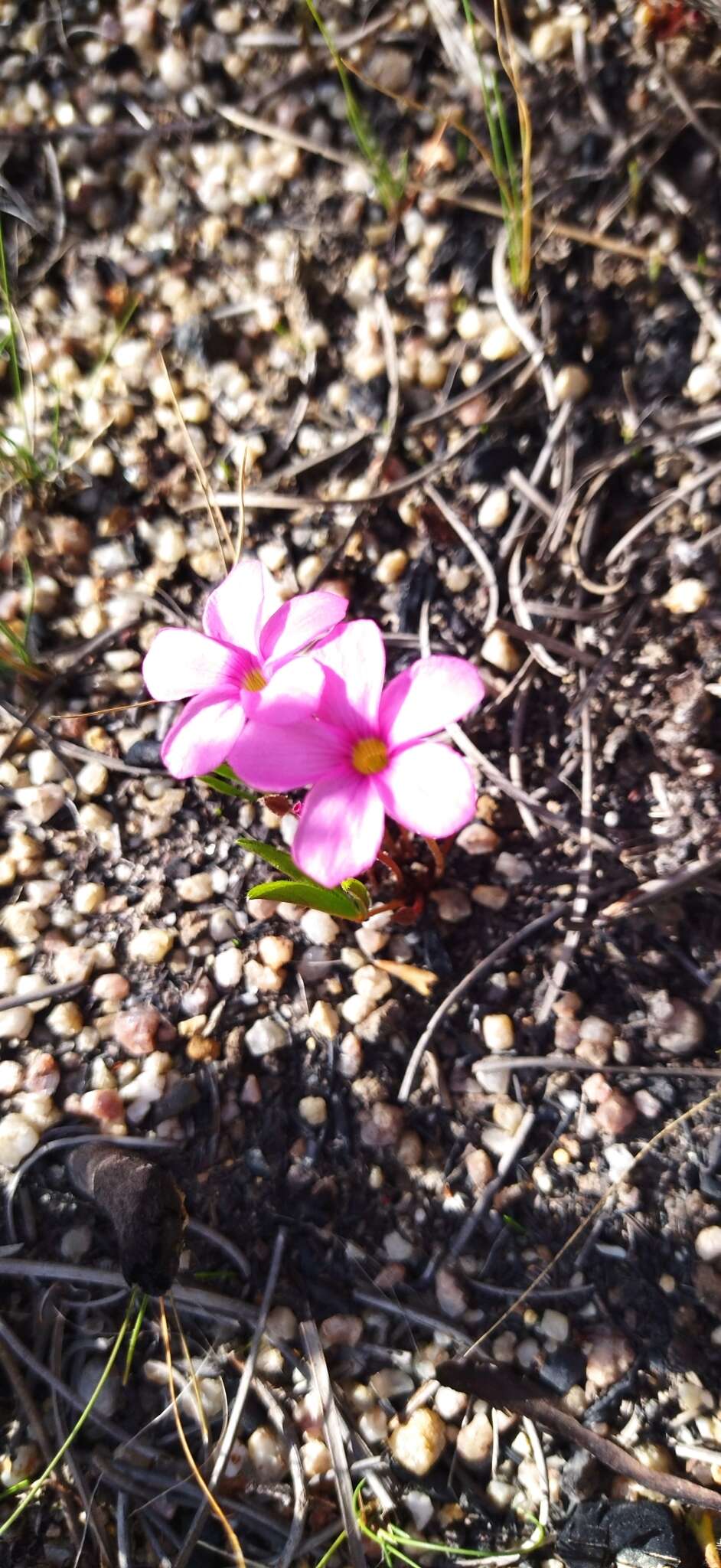 Image of Oxalis eckloniana var. sonderi Salter