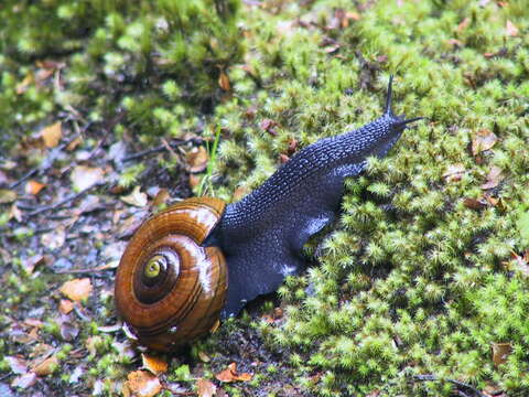 Image of <i>Powelliphanta <i>hochstetteri</i></i> hochstetteri