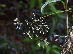 Image of Eupatorium tashiroi Hayata