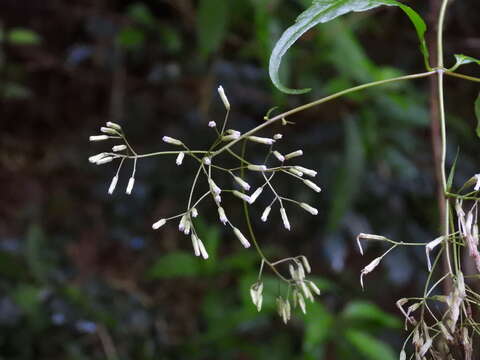 Image of Eupatorium tashiroi Hayata