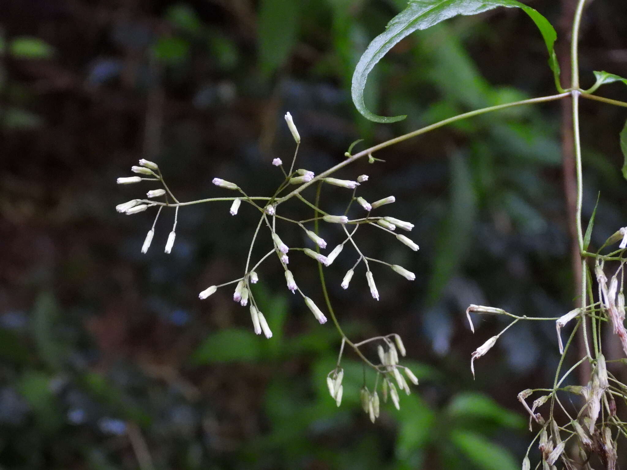 Image of Eupatorium tashiroi Hayata