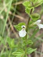 Imagem de Stachys natalensis var. galpinii (Briq.) Codd