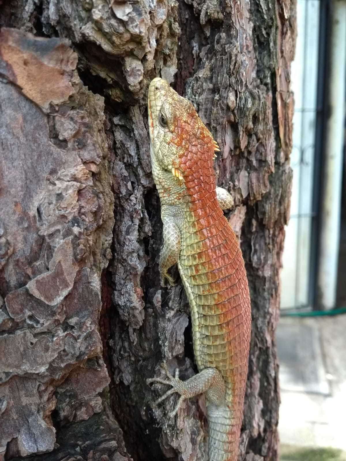 Image of Red-lipped Arboreal Alligator Lizard