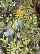 Image of Agelanthus pungu (De Wild.) R. M. Polhill & D. Wiens