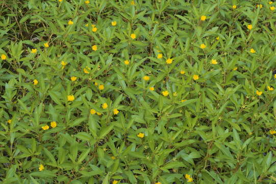 Image of Ludwigia peploides subsp. glabrescens (Kuntze) Raven