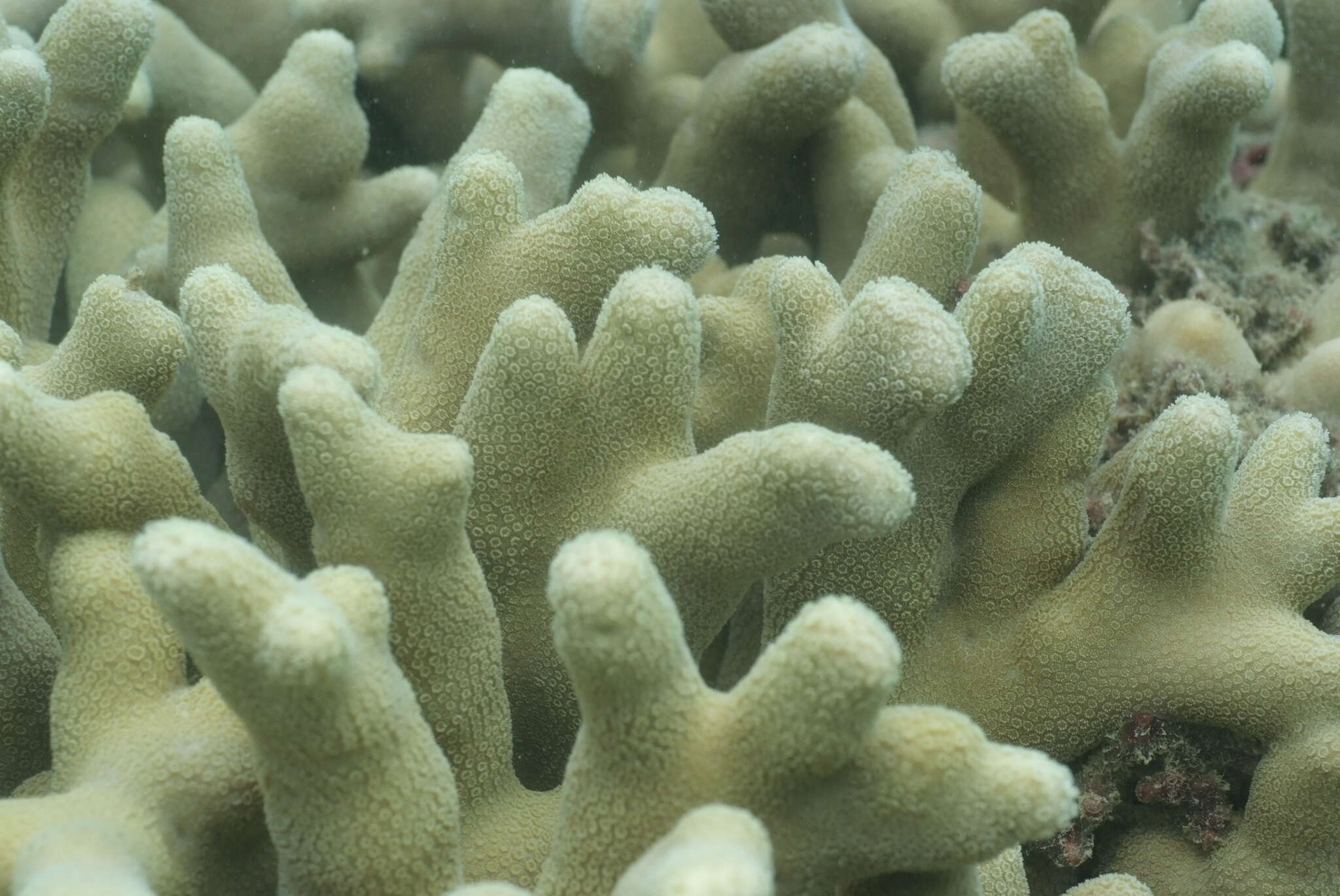 Image of Finger coral