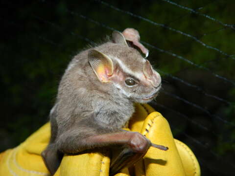 Image of Salvin's Big-eyed Bat