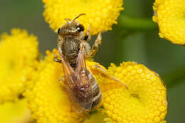 Image of Golden Furrow Bee